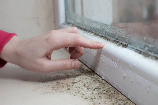 Best Real Estate Mold Inspection  in Wilton Manors, FL