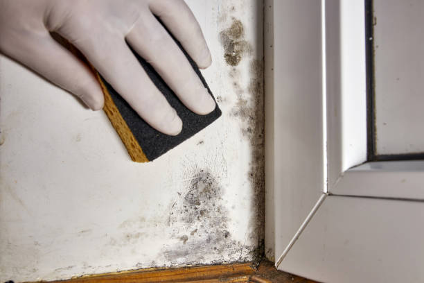 Reliable Wilton Manors, FL Mold Removal Solutions